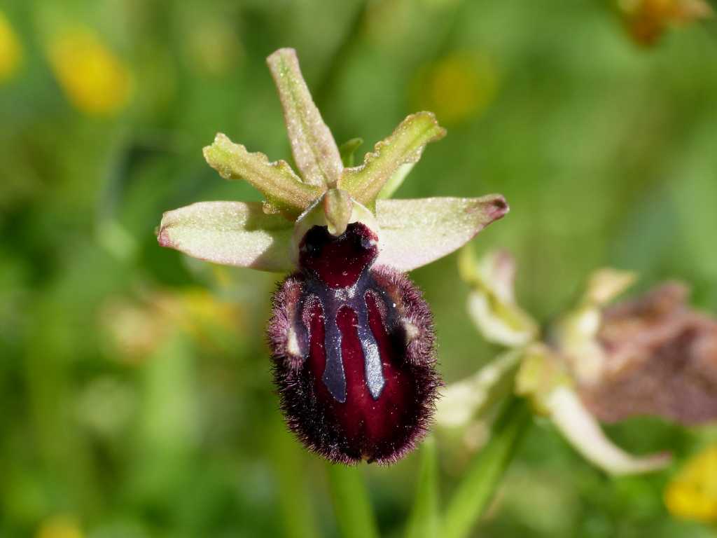 Ophrys di Ostia